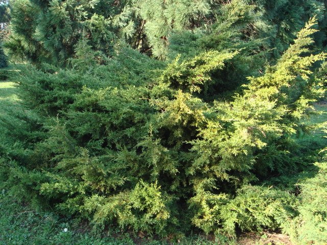 Juniperus chinensis 'Gold Coast'